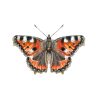 WYS - Signature 4ply - Butterflies