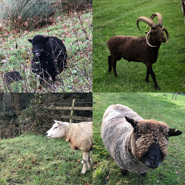 Charlie Button Yarns - British Breeds Box - DK & 4Ply