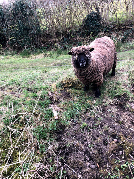 Charlie Buttons Yarns - Ryeland - DK/Worsted